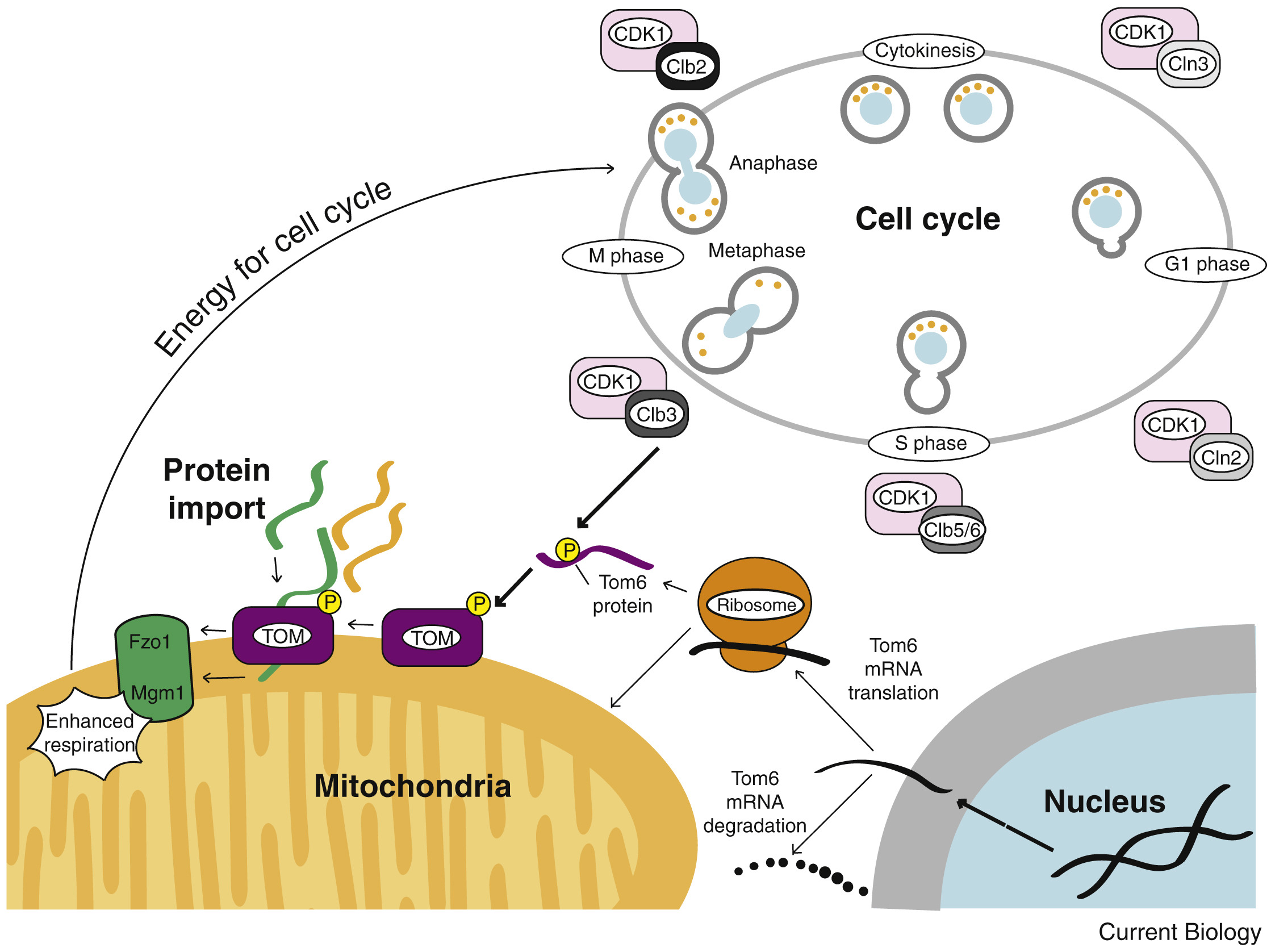 Scientific diagram showing the mitochondrial biogenesis process
